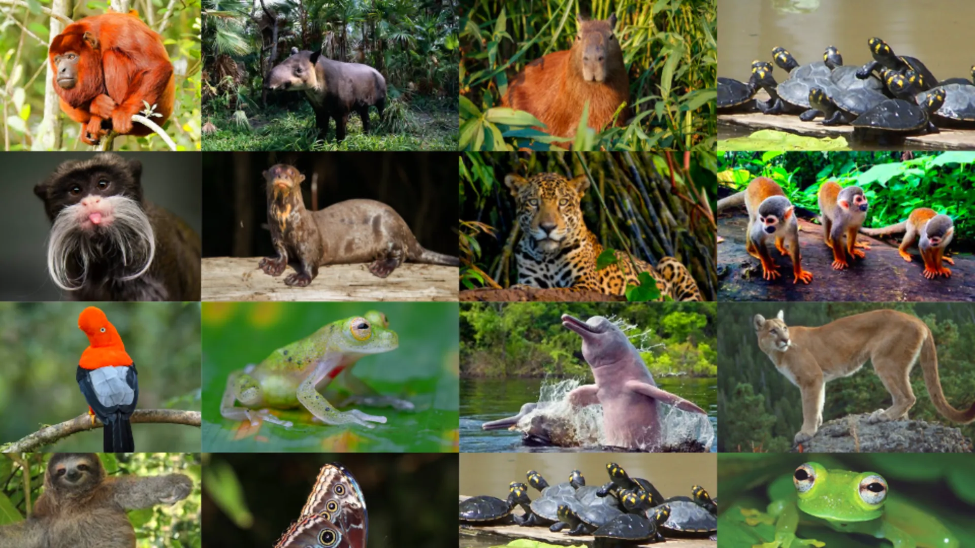 Fauna Amazónica